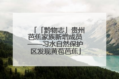 「黔物志」贵州芭蕉家族新增成员——习水自然保护区发现黄苞芭蕉