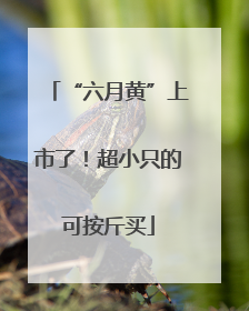 “六月黄”上市了！超小只的可按斤买