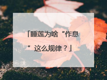 睡莲为啥“作息”这么规律？