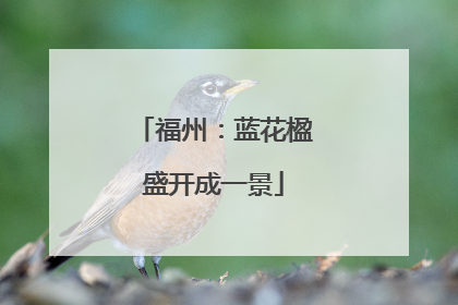 福州：蓝花楹盛开成一景