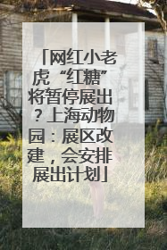 网红小老虎“红糖”将暂停展出？上海动物园：展区改建，会安排展出计划