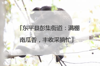 东平县彭集街道：满棚南瓜香，丰收采摘忙