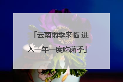 云南雨季来临 进入一年一度吃菌季