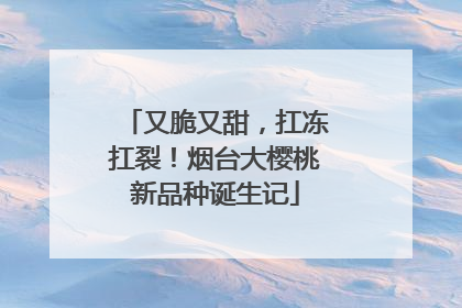又脆又甜，扛冻扛裂！烟台大樱桃新品种诞生记