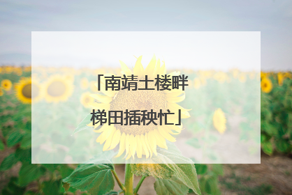 南靖土楼畔 梯田插秧忙