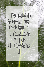 初夏城市草坪现“粉色小螺旋”，竟是兰花？ | 小叶子沪花记