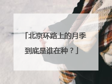 北京环路上的月季到底是谁在种？