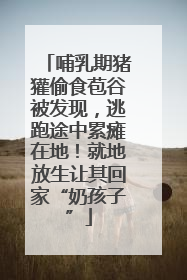 哺乳期猪獾偷食苞谷被发现，逃跑途中累瘫在地！就地放生让其回家“奶孩子”