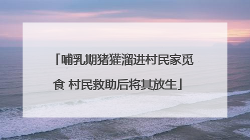 哺乳期猪獾溜进村民家觅食 村民救助后将其放生