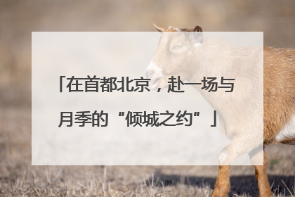 在首都北京，赴一场与月季的“倾城之约”