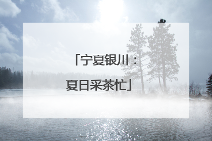 宁夏银川：夏日采茶忙