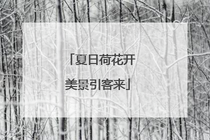 夏日荷花开 美景引客来