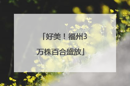 好美！福州3万株百合盛放