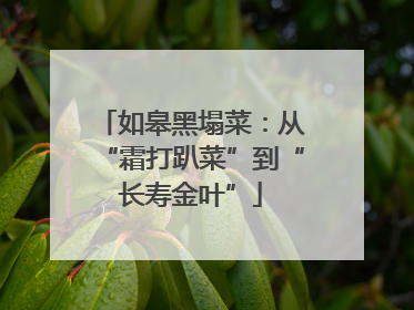 如皋黑塌菜：从“霜打趴菜”到“长寿金叶”