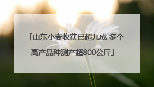山东小麦收获已超九成 多个高产品种测产超800公斤