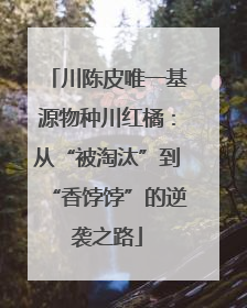 川陈皮唯一基源物种川红橘：从“被淘汰”到“香饽饽”的逆袭之路