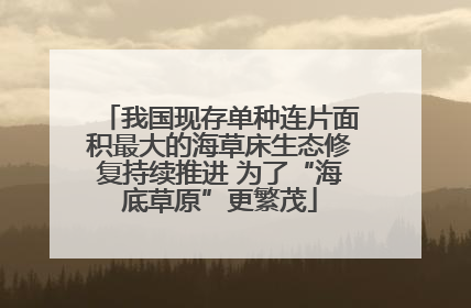 我国现存单种连片面积最大的海草床生态修复持续推进 为了“海底草原”更繁茂