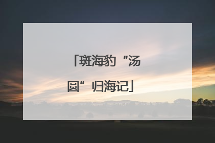 斑海豹“汤圆”归海记