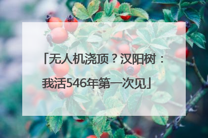 无人机浇顶？汉阳树：我活546年第一次见