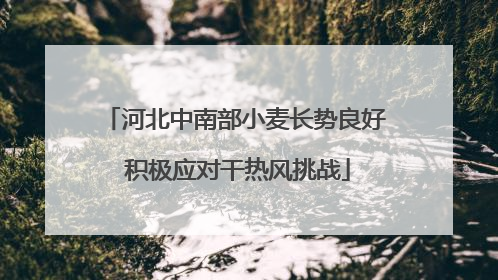 河北中南部小麦长势良好 积极应对干热风挑战