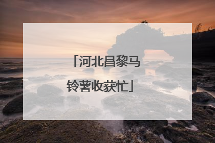 河北昌黎马铃薯收获忙