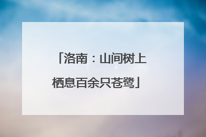 洛南：山间树上栖息百余只苍鹭