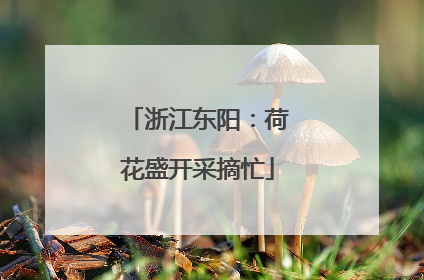 浙江东阳：荷花盛开采摘忙