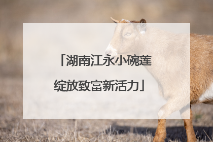 湖南江永小碗莲绽放致富新活力