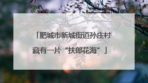 肥城市新城街道孙庄村藏有一片“扶郎花海”