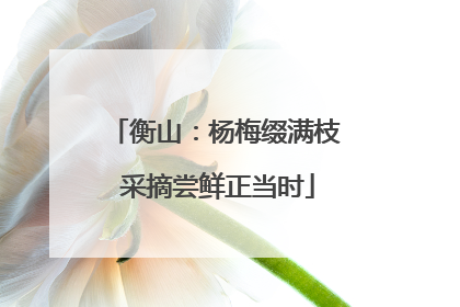 衡山：杨梅缀满枝 采摘尝鲜正当时
