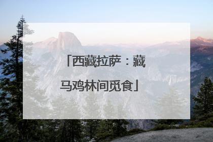 西藏拉萨：藏马鸡林间觅食