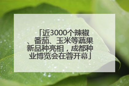 近3000个辣椒、番茄、玉米等蔬果新品种亮相，成都种业博览会在蓉开幕