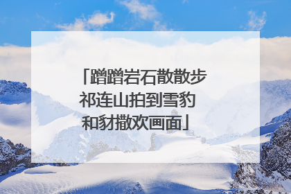 蹭蹭岩石散散步 祁连山拍到雪豹和豺撒欢画面