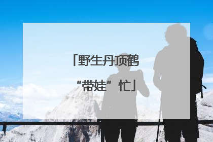 野生丹顶鹤“带娃”忙