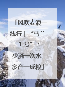 风吹麦浪一线行｜“马兰 1 号”：少浇一次水 多产一成粮