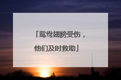 鸳鸯翅膀受伤，他们及时救助