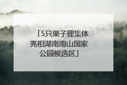 5只果子狸集体亮相湖南南山国家公园候选区